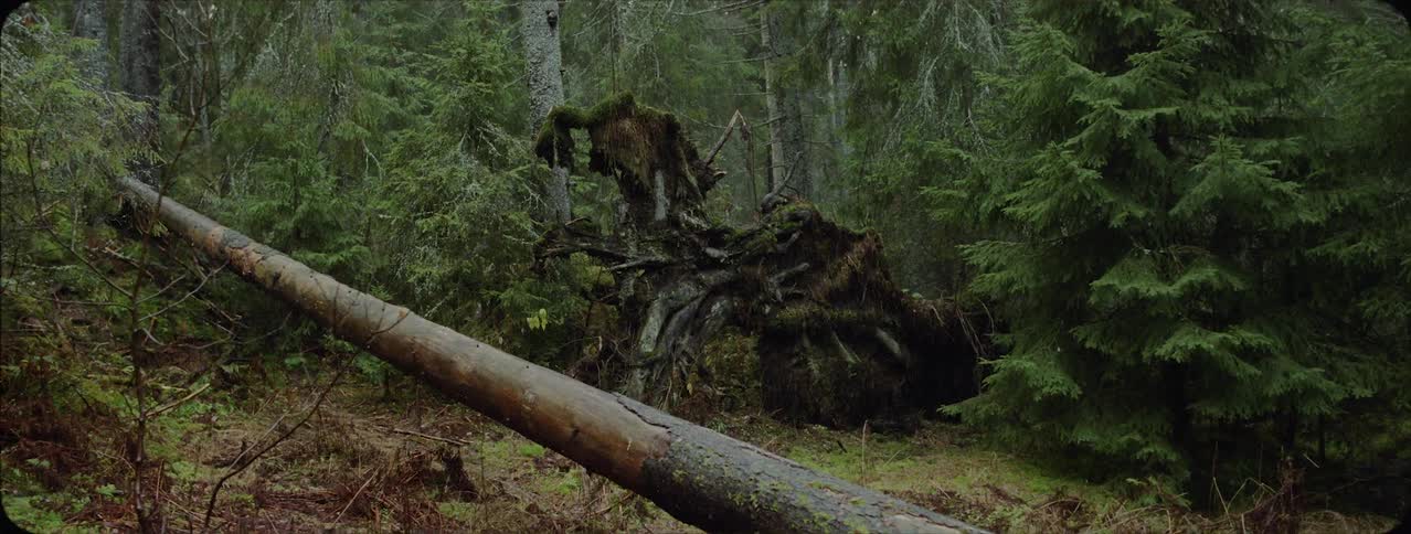 Fallen log in the woods near many trees