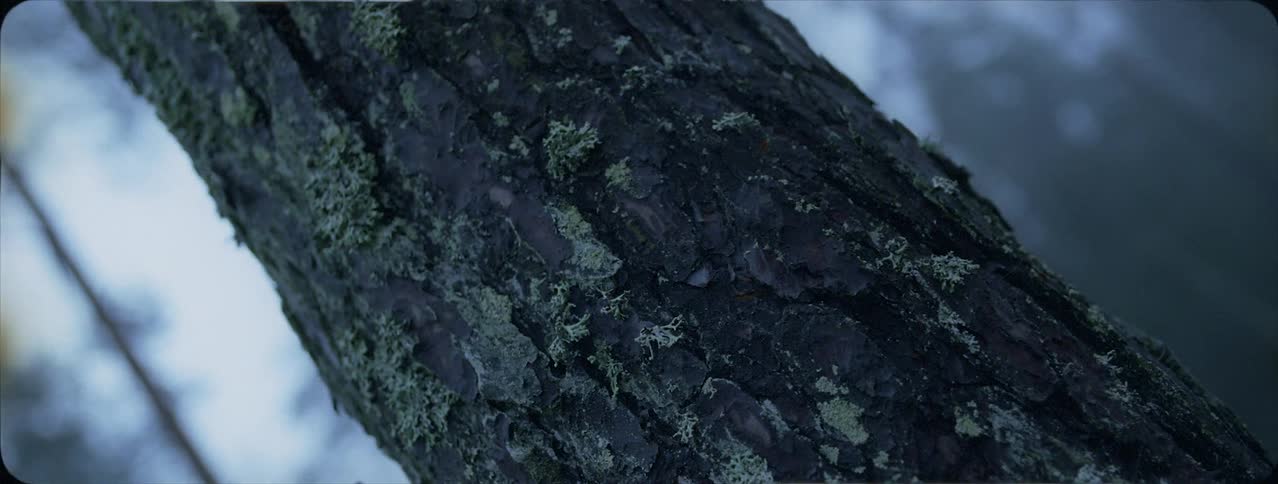 Mossy bark on tree in forest