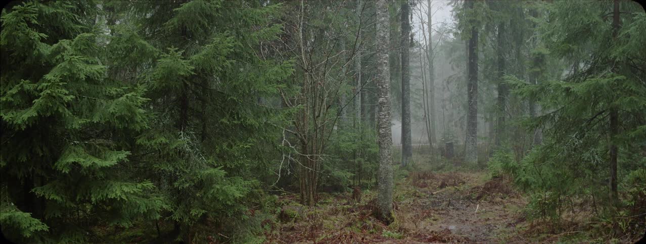 Path through a foggy forest