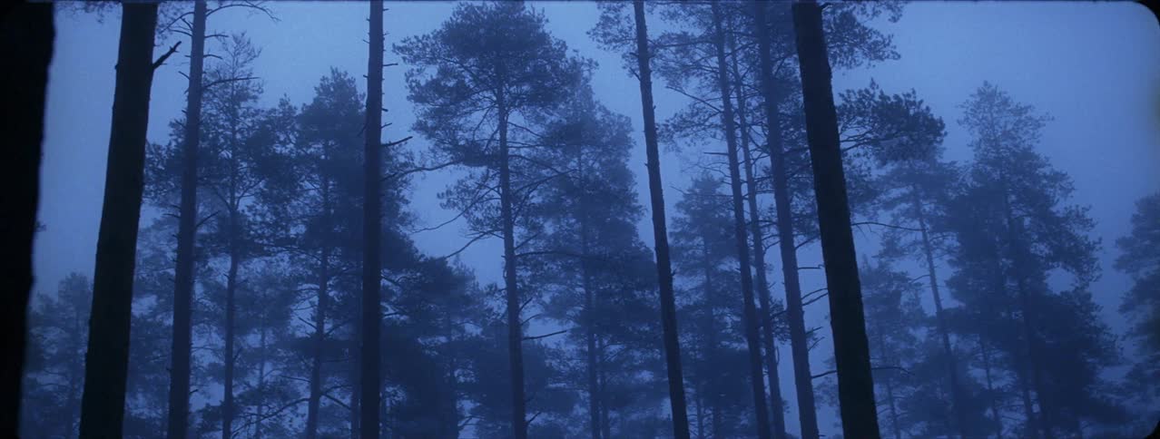 Fog surrounding tall trees in eerie forest at dusk