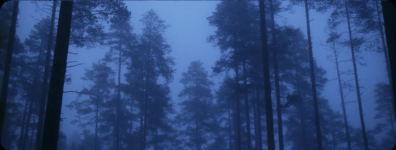 Tall trees in forest on foggy evening after sunset