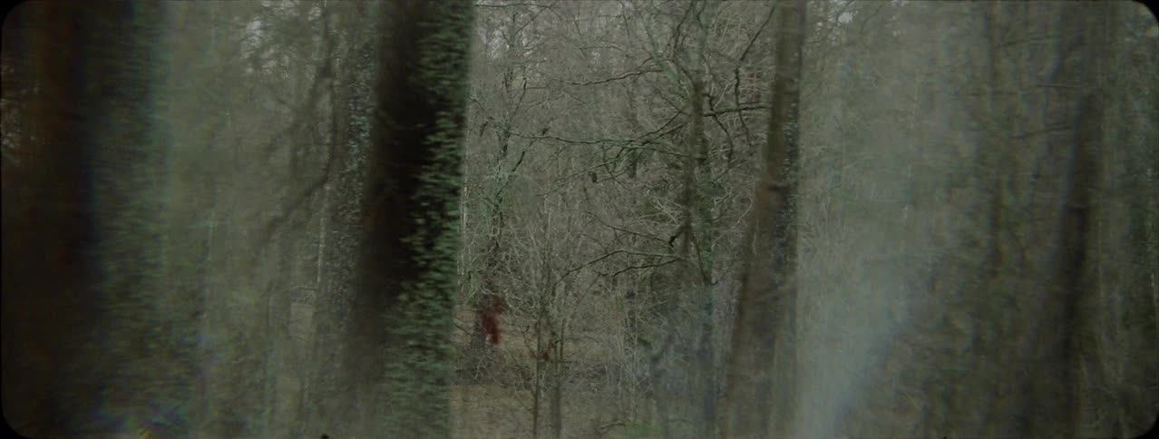 Trees grow in a forest