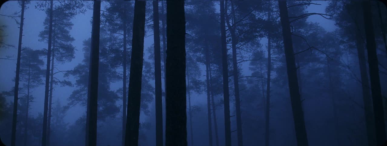 Eerie forest of trees at dusk