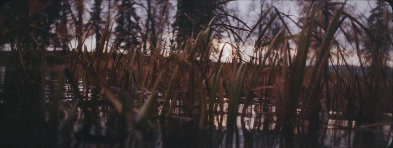 Water ripples in a weed covered pond