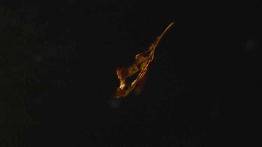 Leaf floats in dark water illuminated by light