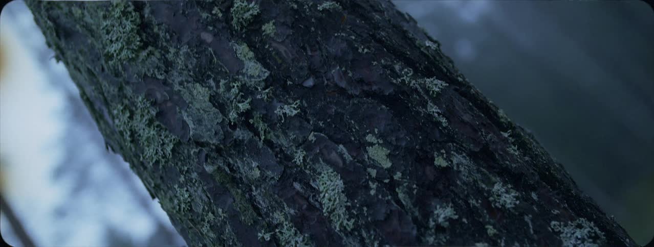 Green growth on a tree in a forest on a hazy day