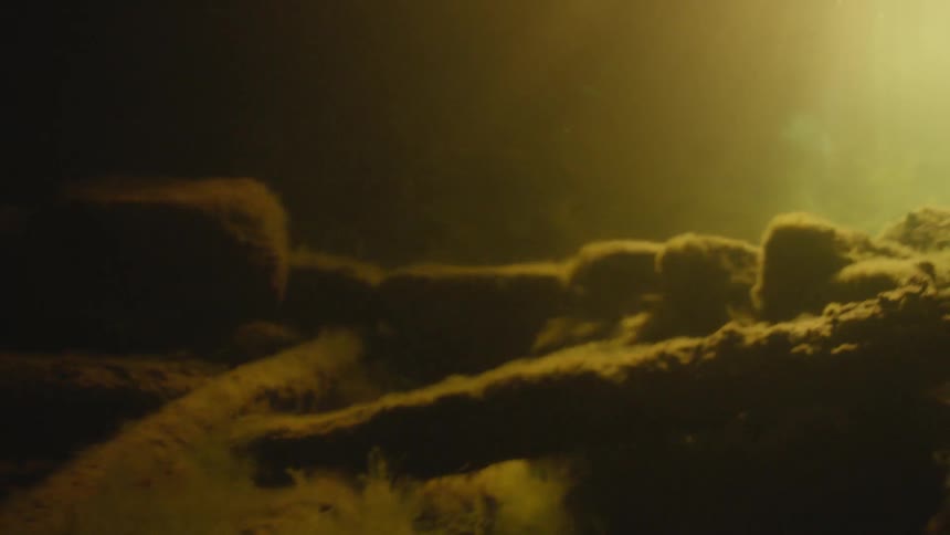 Sun shines down underwater over moss covered sticks