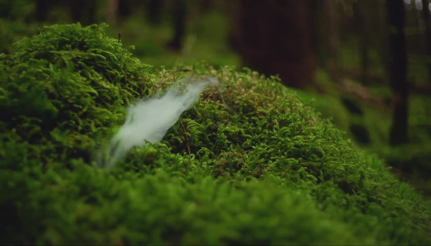 Smoke floats out from the greenery