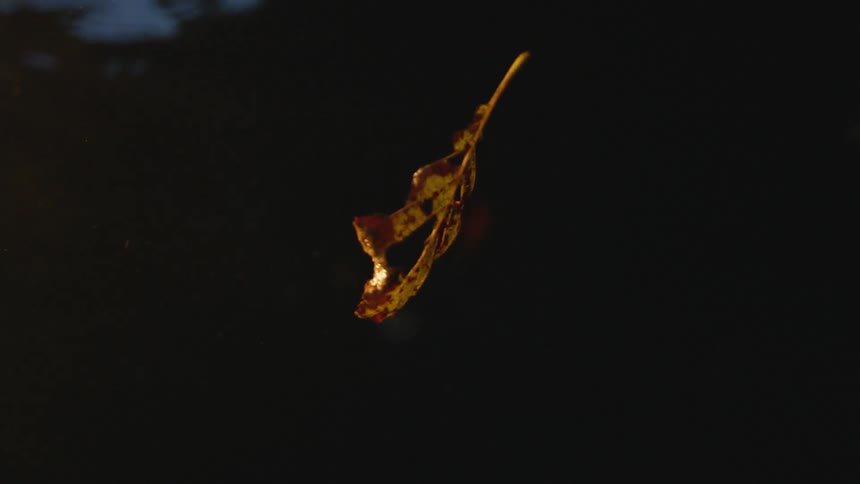 Leaf floating a troubled water