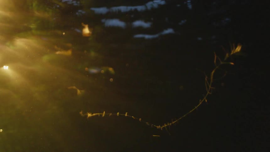 Leaves and seaweed float in the water while the sun shines down
