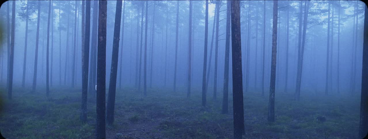 Woman walks through a forest as mist surrounds it