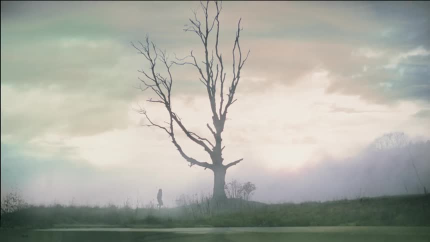 Man walks towards a bare tree in a field