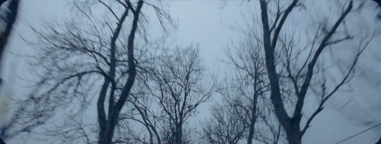 Trees line a rural road
