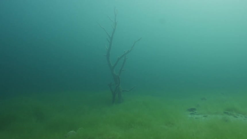 The water is murky with a single tree growing out of the sand
