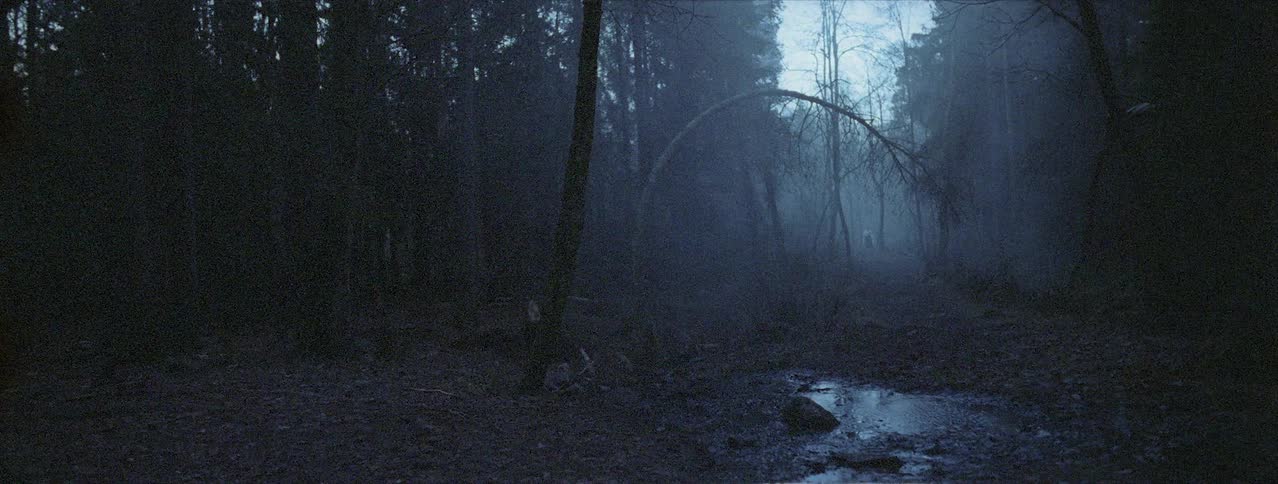 Stream runs through a foggy woods