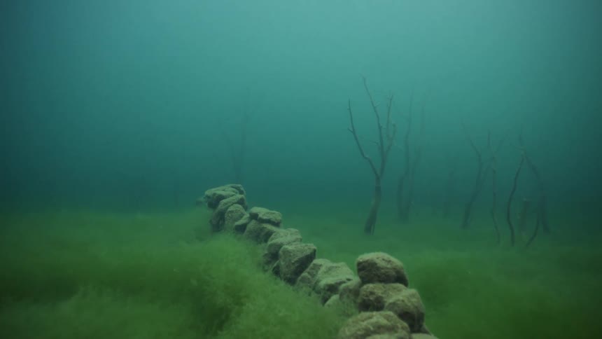 Seaweed grows on a lake bed