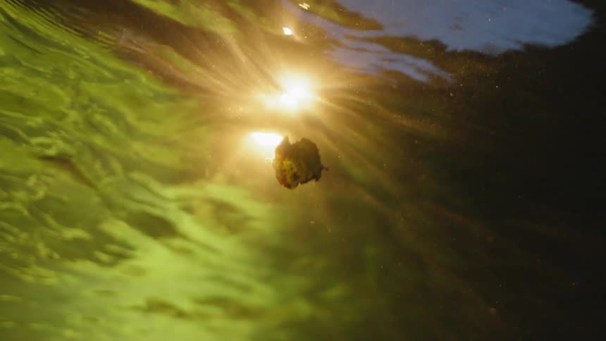 Leaf floats in the water as the sun shines down