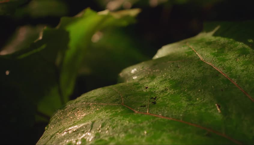 Leaves are covered with water