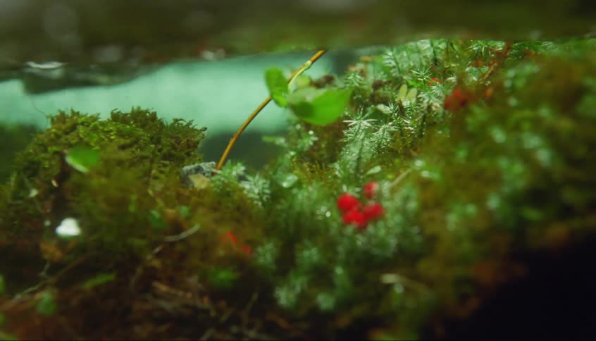 A plant is swaying with the tide beneath the water