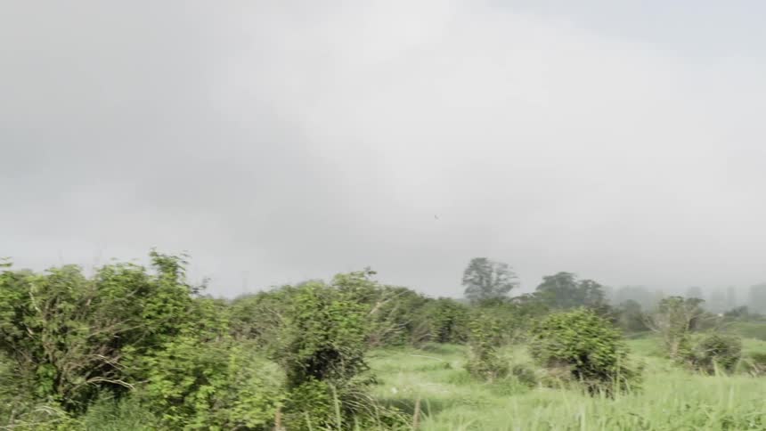 A bird flies above the grass and trees