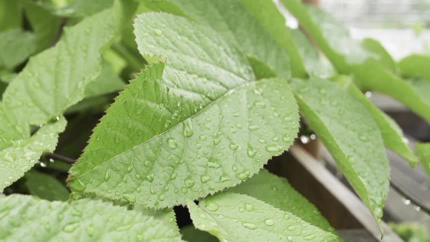 The large green leaves are covered with water