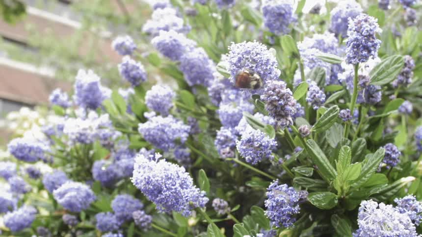 A bee is buzzing on a flower outside in daylight