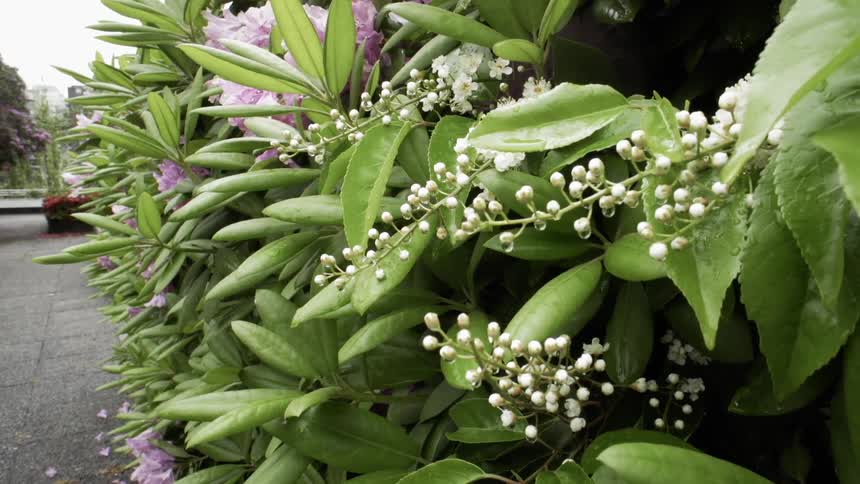 Bush filled with white and purple flowers