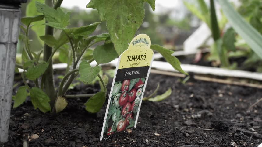 Tomato plant with marker in planter