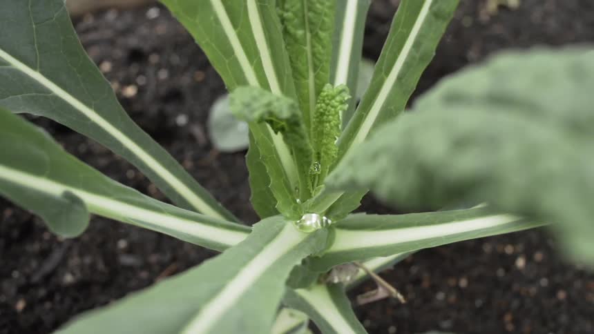 Large leafy plant in black soil