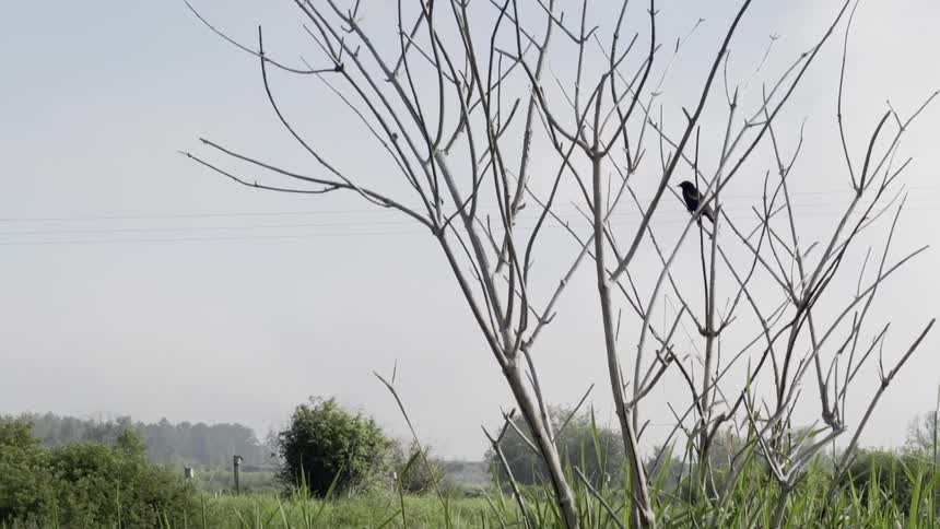 Small Bird sits in the tree with no leaves in a field