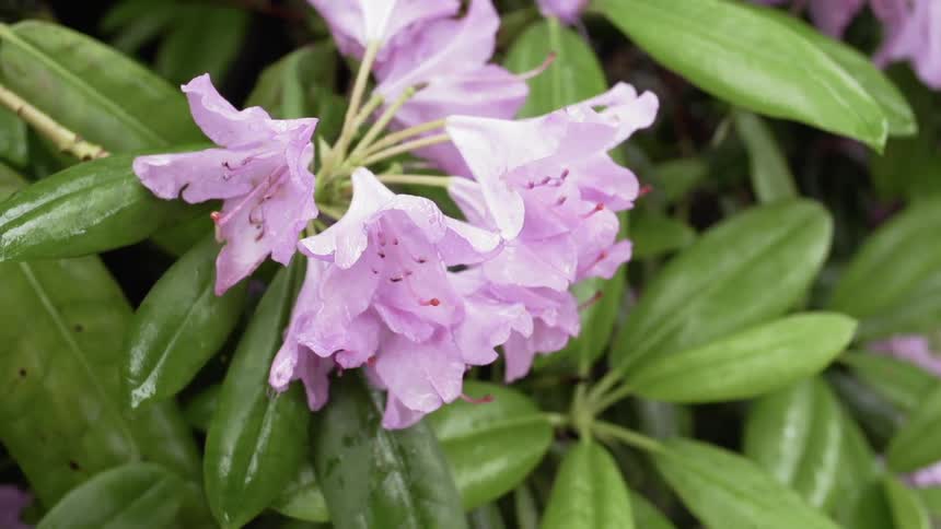 The purple flower blows in the wind