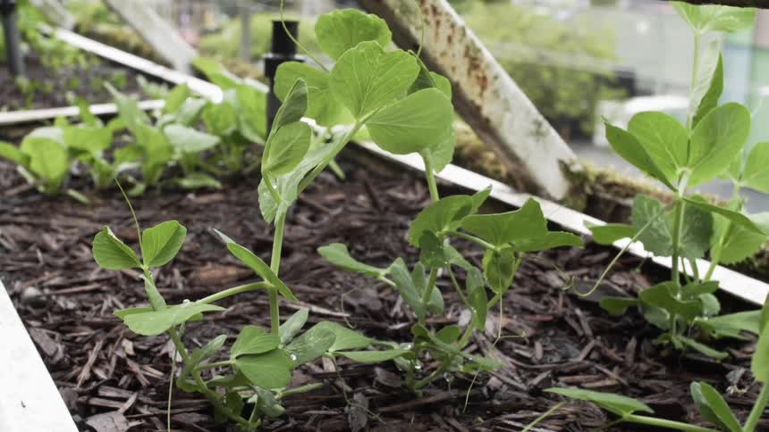 Young plants in a wooden planter