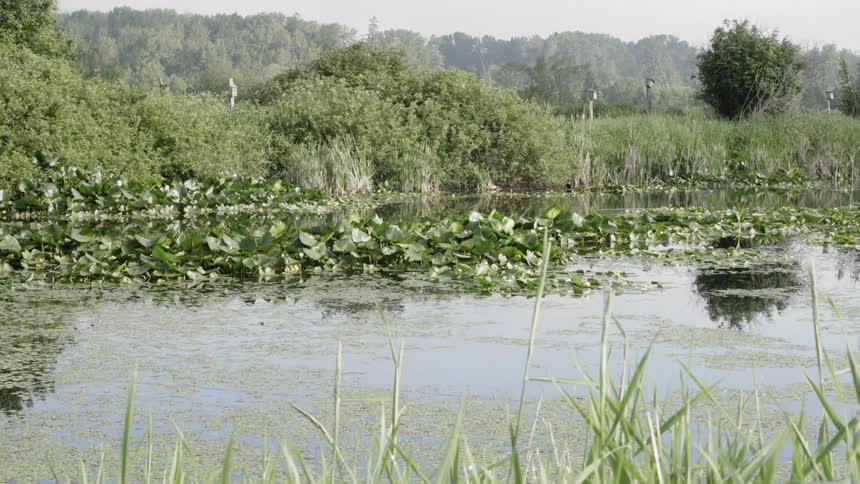 Murky pond covered in vegetation