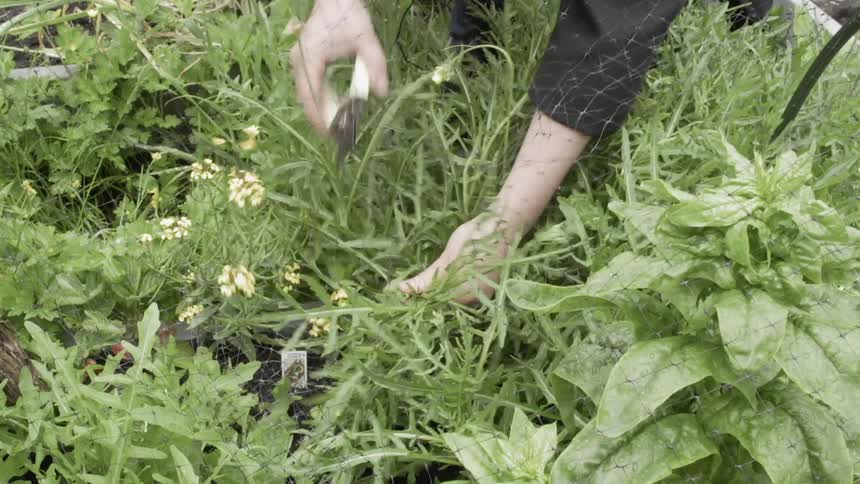 A person is cutting some hedges in the garden