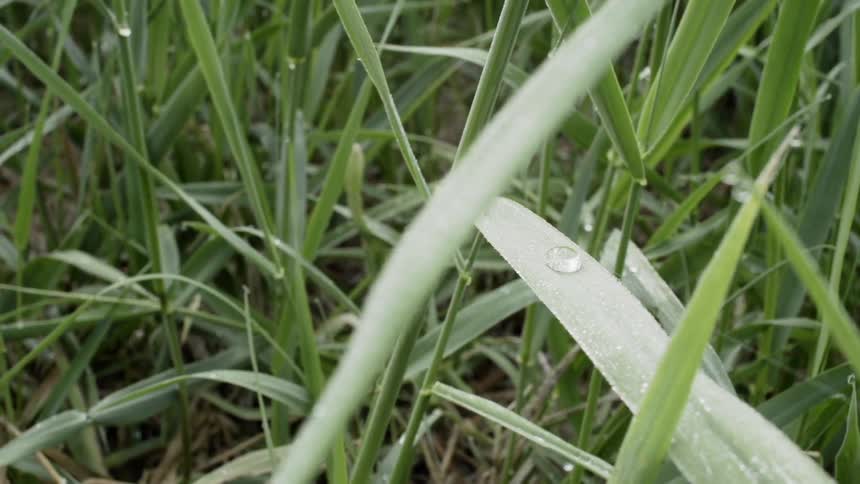 The long blades of grass are covered with water