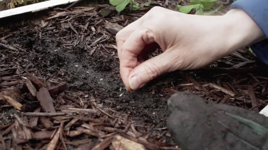 Person lifts seeds from gloved hand and places then in planter soil