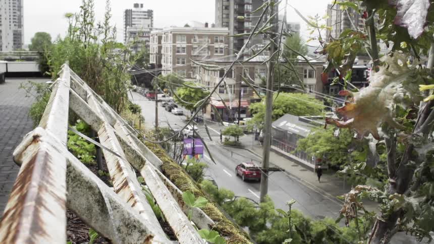 Plants grow on a roof above a city street