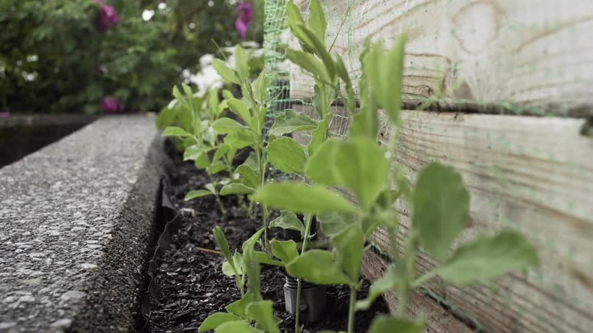 Young plants in a concrete and wooden planter
