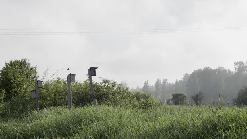 Birdhouses on posts In a Foggy Field