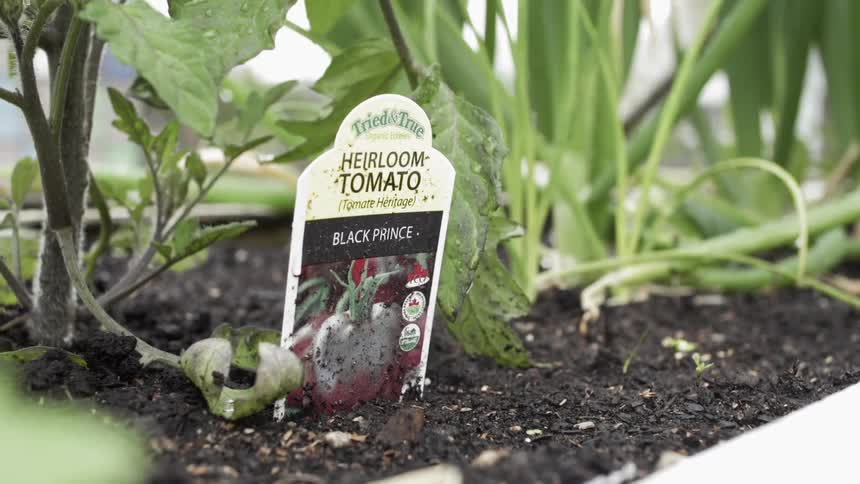 Tomato plant with marker in planter