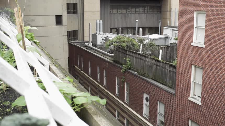 Greenery blows in the breeze on a rooftop as a bird flies by