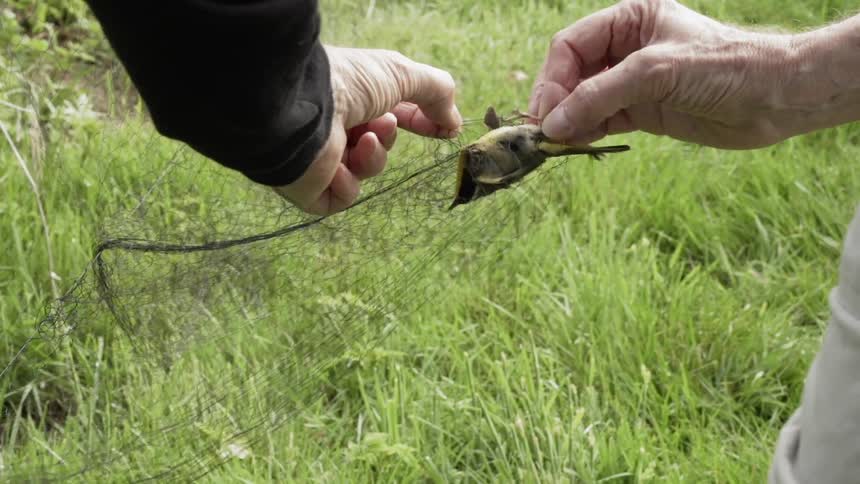 Person carefully frees a small bird from a net