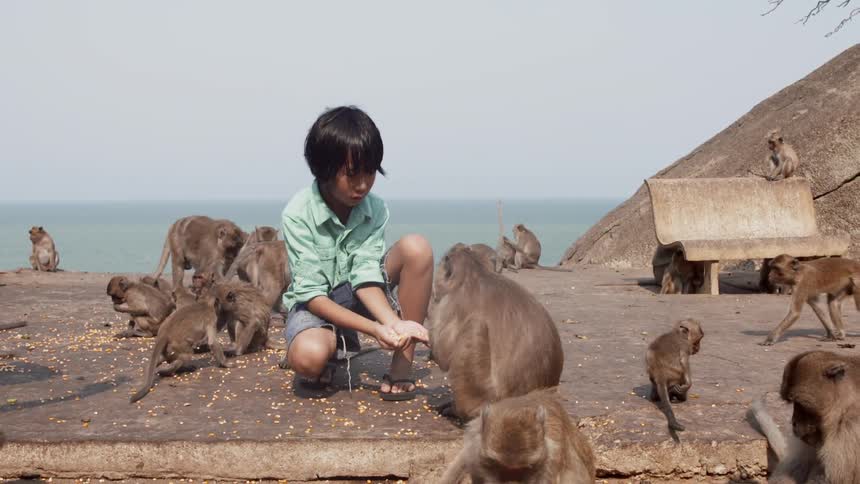 Child feeds many small primates next to a large body of water