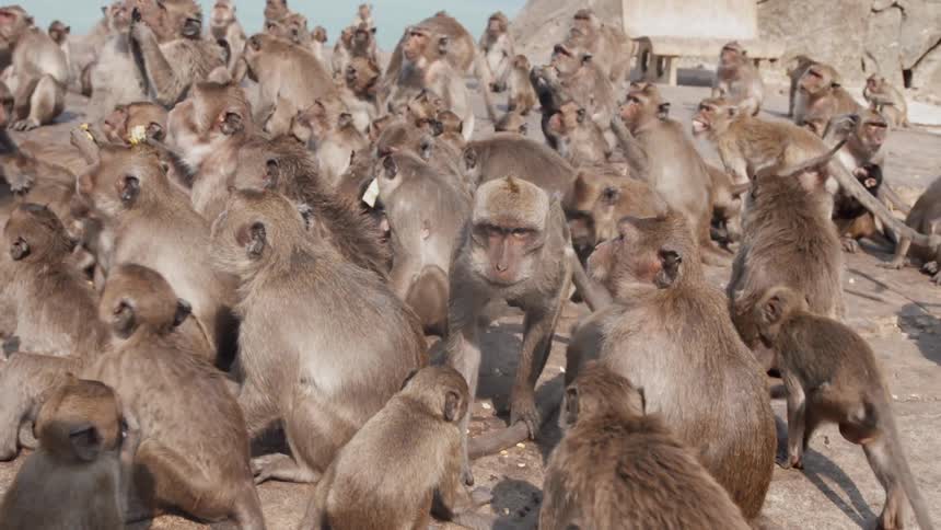 Food is thrown at a large group of monkeys sitting on rocks on a sunny day