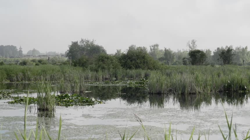 The water is calm in the swamp