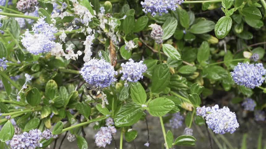 Bee pollinates a purple flower in a bush