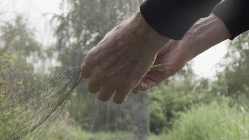 A person who is a bird bander removes a small bird from a net