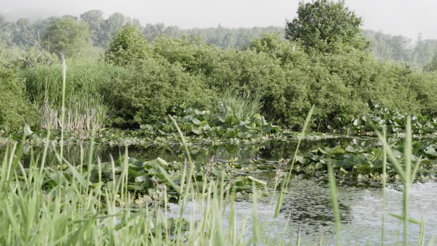 Greenery blows gently in the breeze