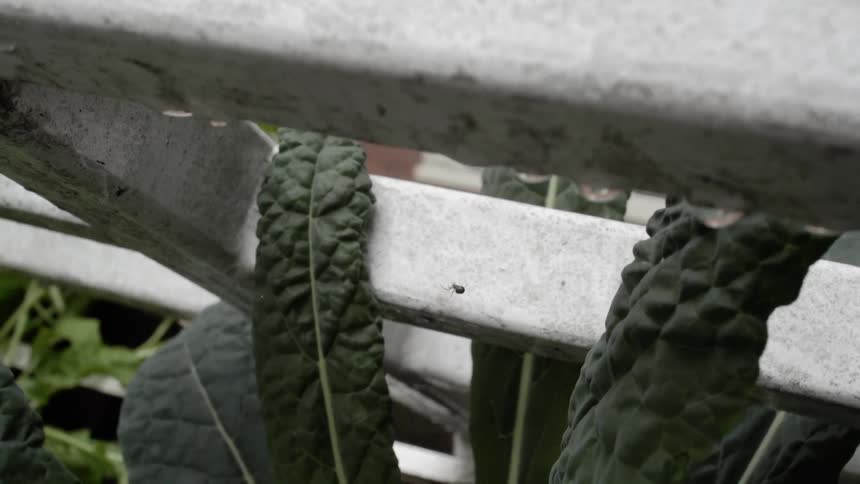Plant leaves grow through a wooden frame where a spider spins a web