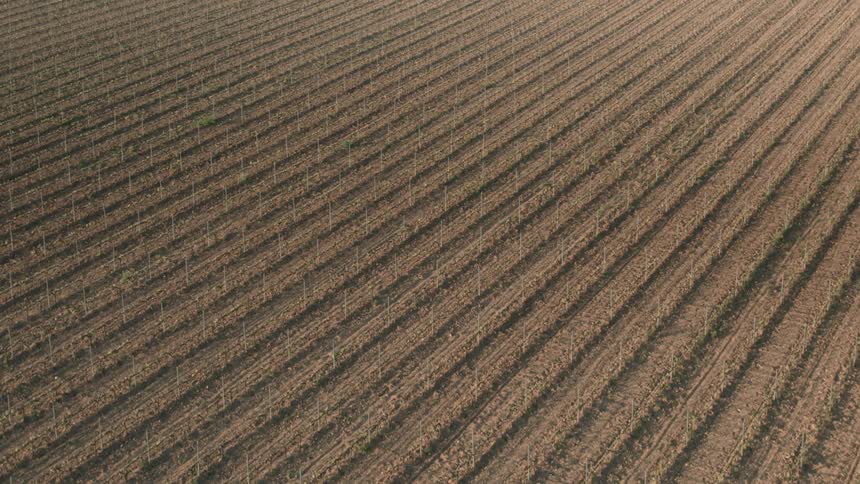 Flying over an endless field of agricultural plants